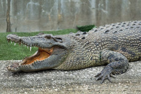 Krokodillal álmodni mit jelent