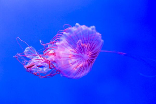 Medúzával álmodni mit jelent