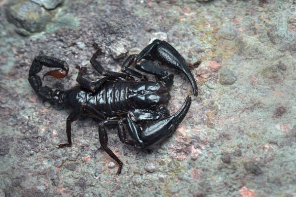 Fekete skorpióval álmodni mit jelent